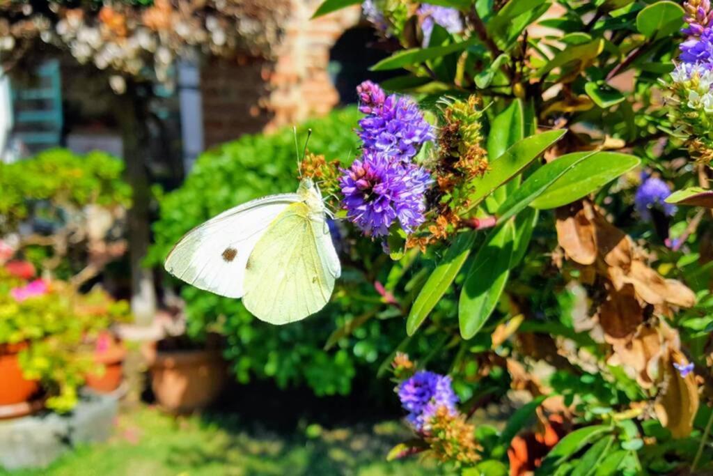Bellavista La Tua Romantica Vacanza Sul Trasimeno Castiglione del Lago Exterior photo